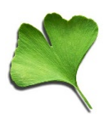 MemoVitGinkgo2